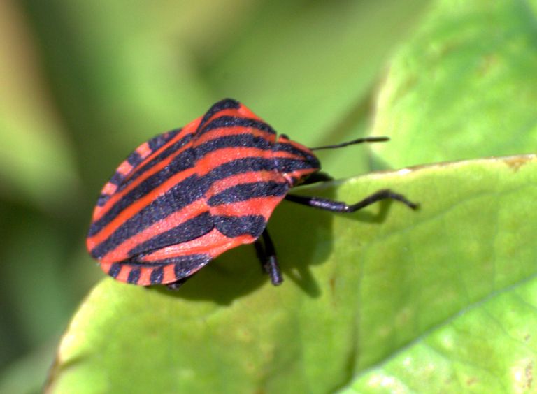 Graphosoma lineatum italicum